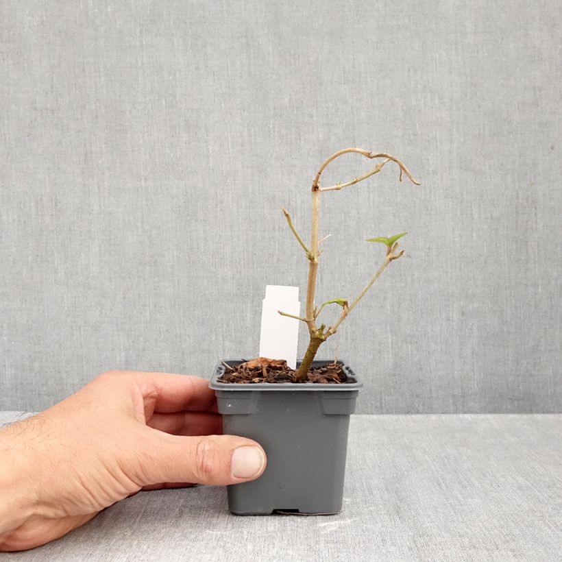 Amostra de Viburnum plicatum Kilimandjaro - Viburno-do-japão Vaso de 8/9 cm tal como entregue no outono