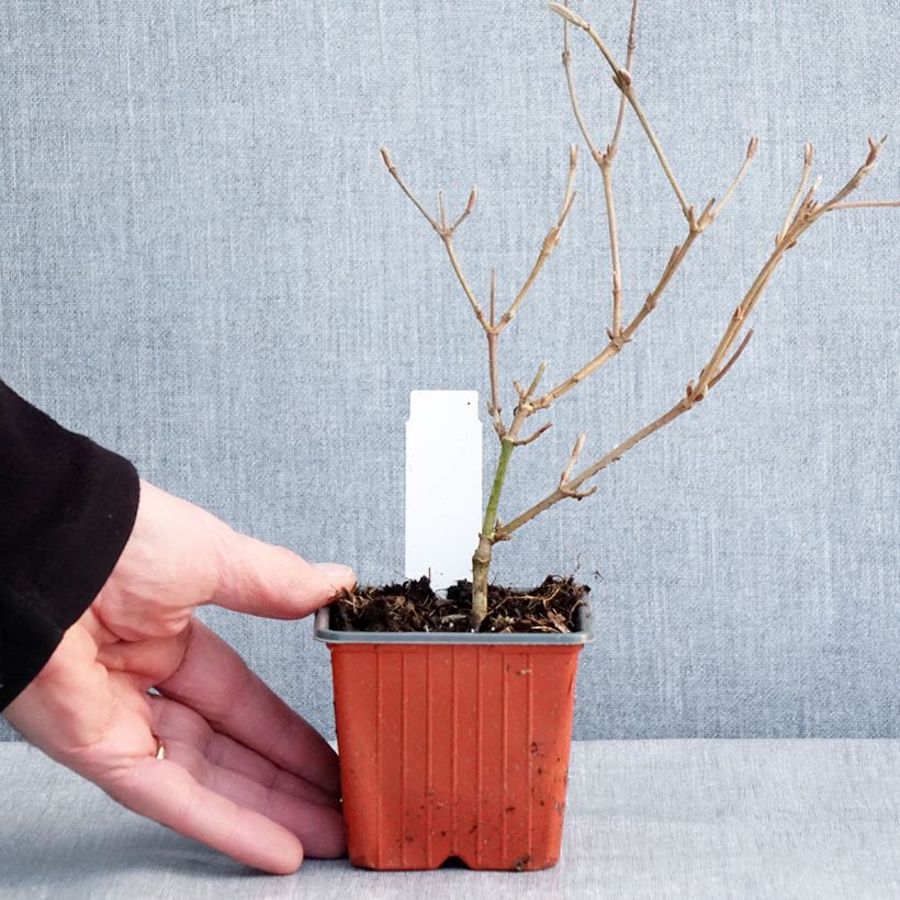 Amostra de Viburnum plicatum Kilimandjaro - Viburno-do-japão Vaso de 8/9 cm tal como entregue no inverno