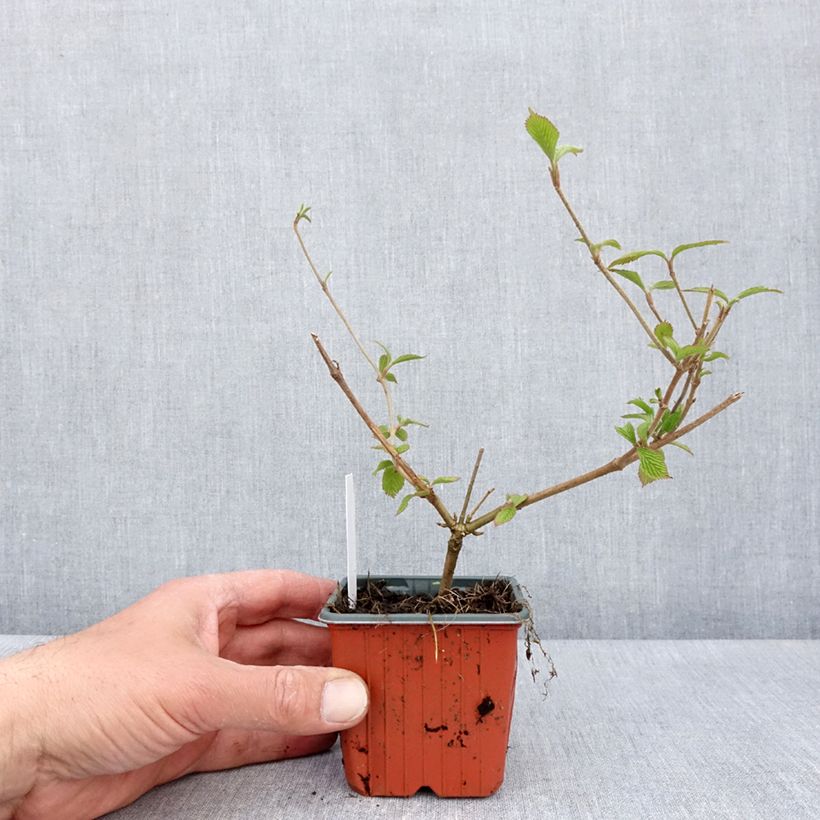 Amostra de Viburnum plicatum Kilimandjaro - Viburno-do-japão Vaso de 8/9 cm tal como entregue na primavera