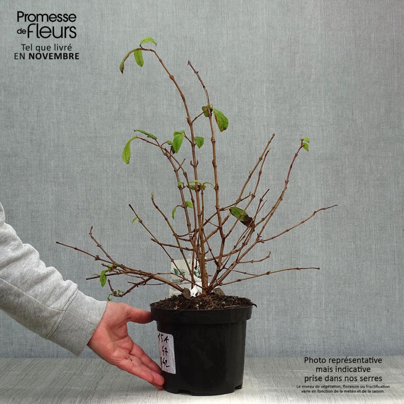Amostra de Viburnum plicatum Kilimandjaro - Viburno-do-japão Vaso de 2 L/3 L tal como entregue no outono