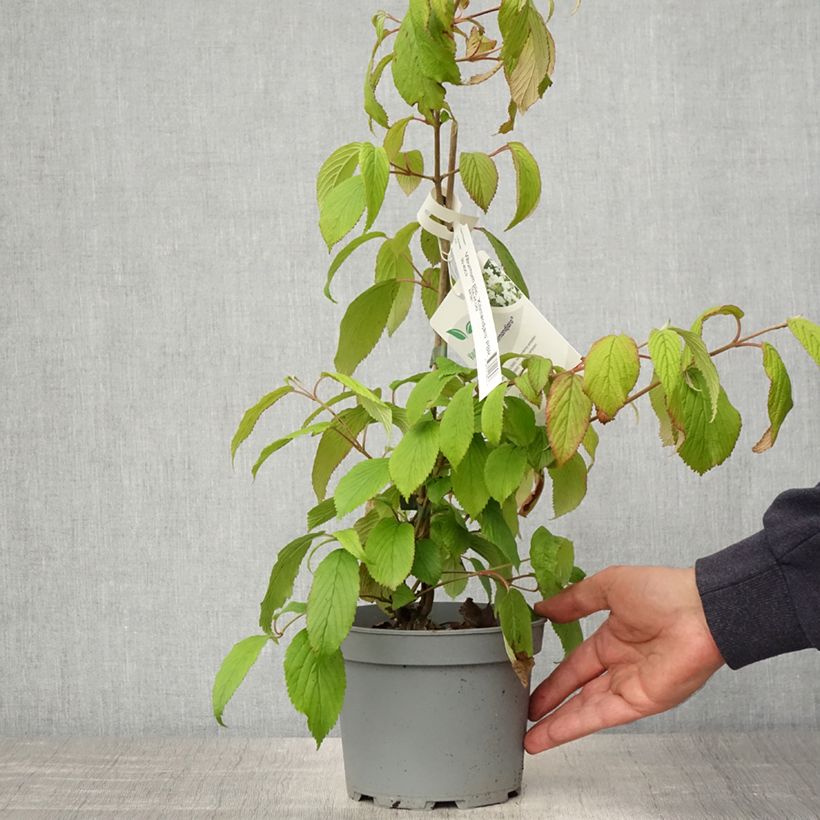 Amostra de Viburnum plicatum Kilimandjaro - Viburno-do-japão Vaso de 2 L/3 L tal como entregue na primavera
