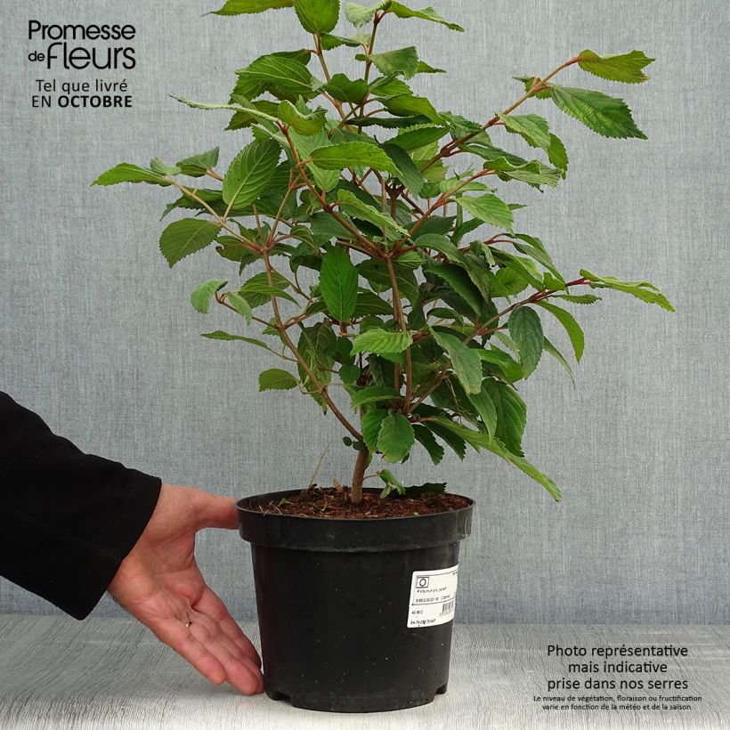 Amostra de Viburnum plicatum Lanarth - Viburno-do-japão Vaso de 2 L/3 L tal como entregue no outono