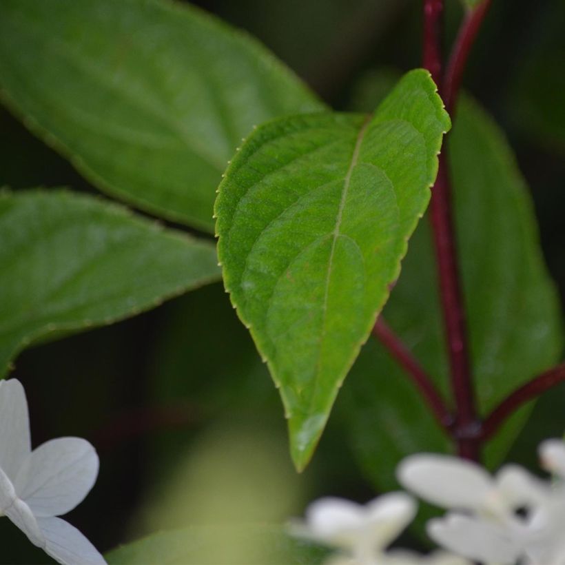 Viburnum plicatum Mariesii Great Star - Viburno-do-japão (Folhagem)