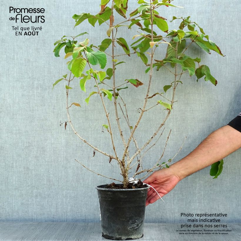 Amostra de Viburnum plicatum Mariesii Great Star - Viburno-do-japão Vaso de 4 L/5 L tal como entregue no verão