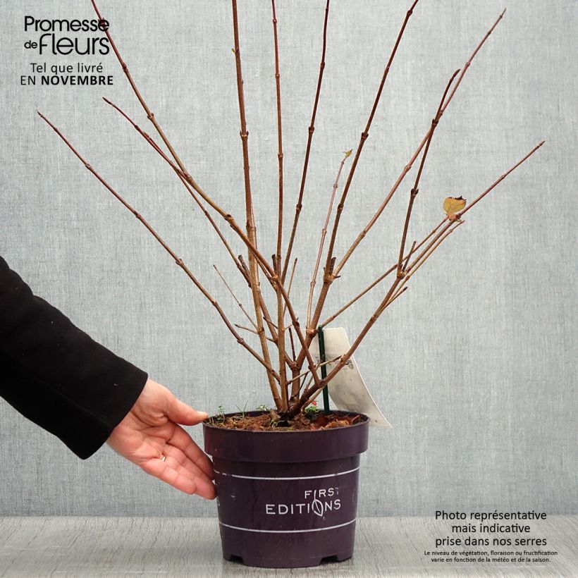 Amostra de Viburnum plicatum Opening Day - Viburno-do-japão Vaso de 1,5 L/2 L tal como entregue no outono