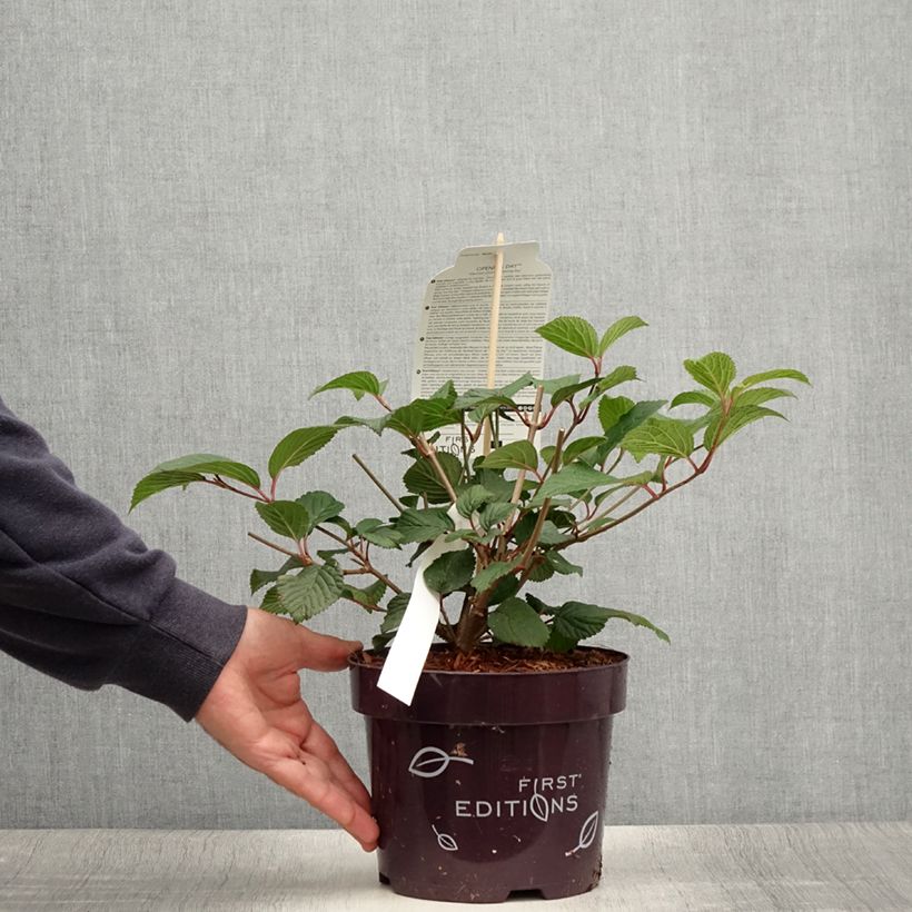 Amostra de Viburnum plicatum Opening Day - Viburno-do-japão Vaso de 1,5 L/2 L tal como entregue no verão