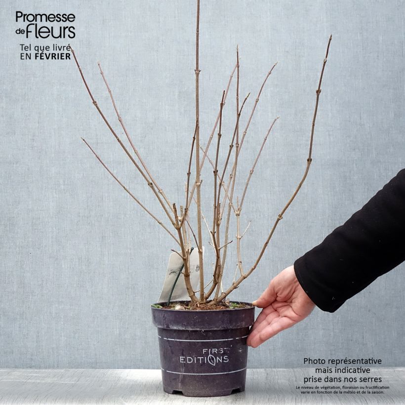 Amostra de Viorne - Viburnum plicatum Opening Day Vaso de 1,5 L/2 L tal como entregue no inverno