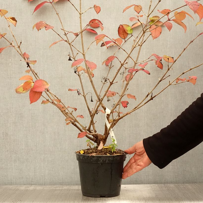 Amostra de Viburnum plicatum Opening Day - Viburno-do-japão Vaso de 3 L/4 L tal como entregue no outono