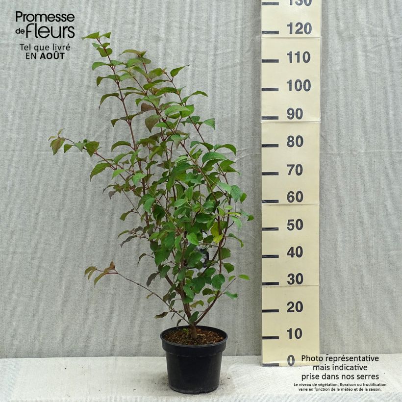 Amostra de Viburnum plicatum Opening Day - Viburno-do-japão Vaso de 3 L/4 L tal como entregue no verão