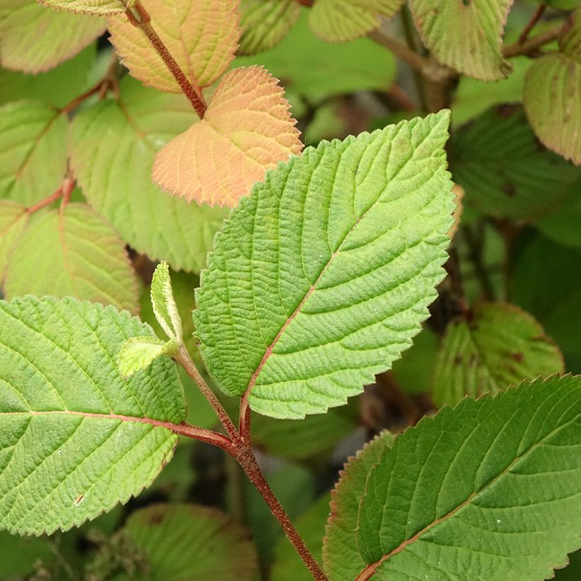 Viburnum plicatum Opening Day - Viburno-do-japão (Folhagem)