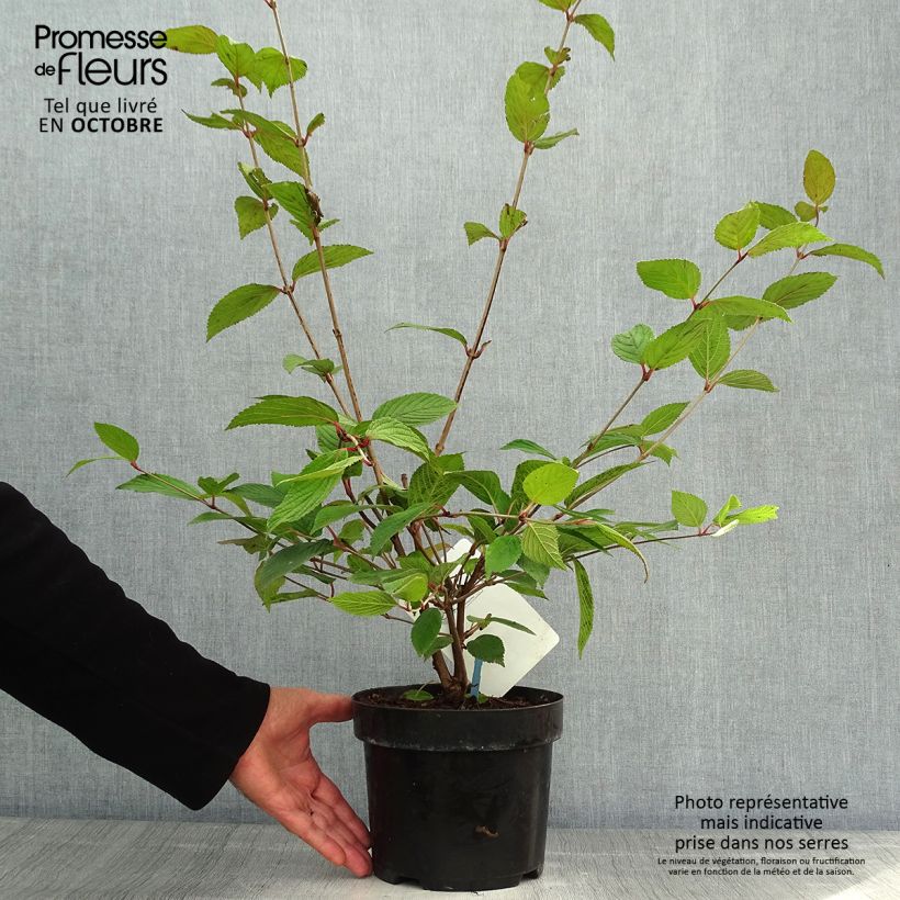 Amostra de Viburnum plicatum Pink Beauty - Viburno-do-japão Vaso de 2 L/3 L tal como entregue no outono