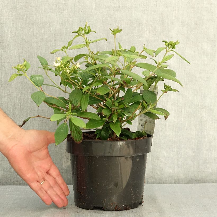 Amostra de Viburnum plicatum Pinkawai - Viburno-do-japão Vaso de 3 L/4 L tal como entregue no verão
