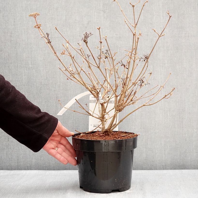 Amostra de Viburnum plicatum Pinkawai - Viburno-do-japão Vaso de 3 L/4 L tal como entregue no inverno