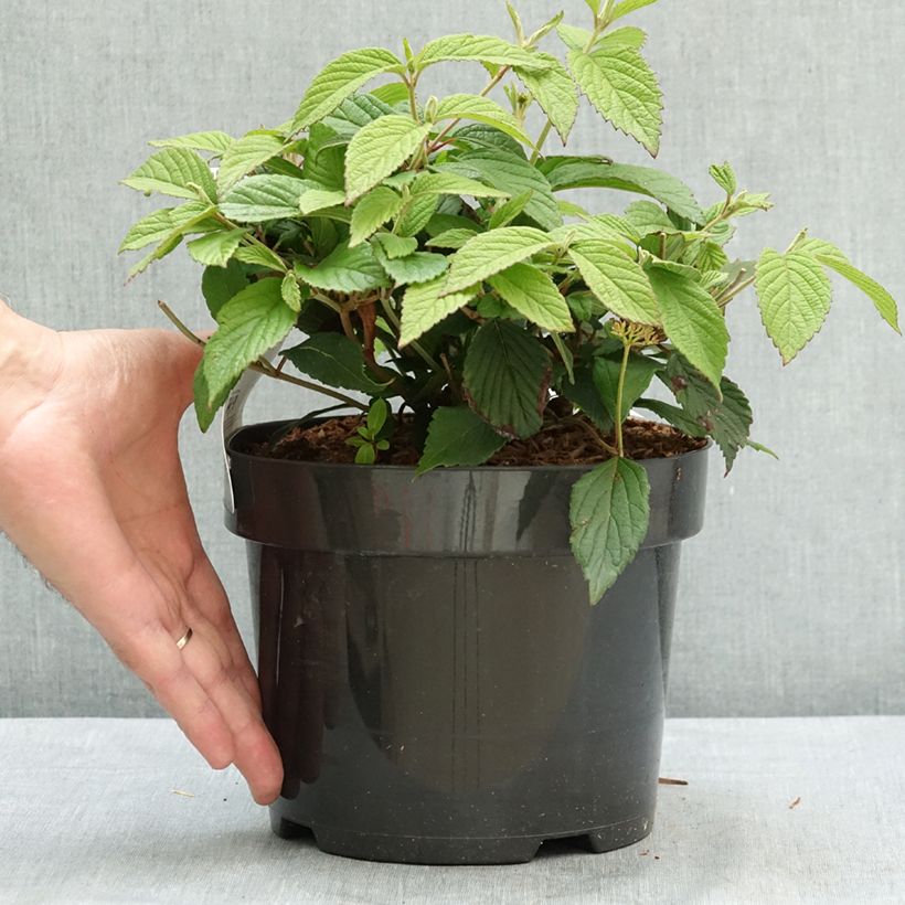 Amostra de Viorne - Viburnum plicatum Pinkimono Pot de 3L/4L tal como entregue no verão