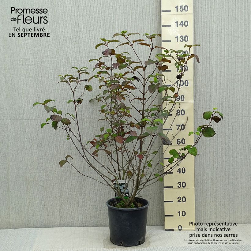 Amostra de Viburnum plicatum Popcorn - Viburno-do-japão Vaso de 12 L/15 L tal como entregue no verão