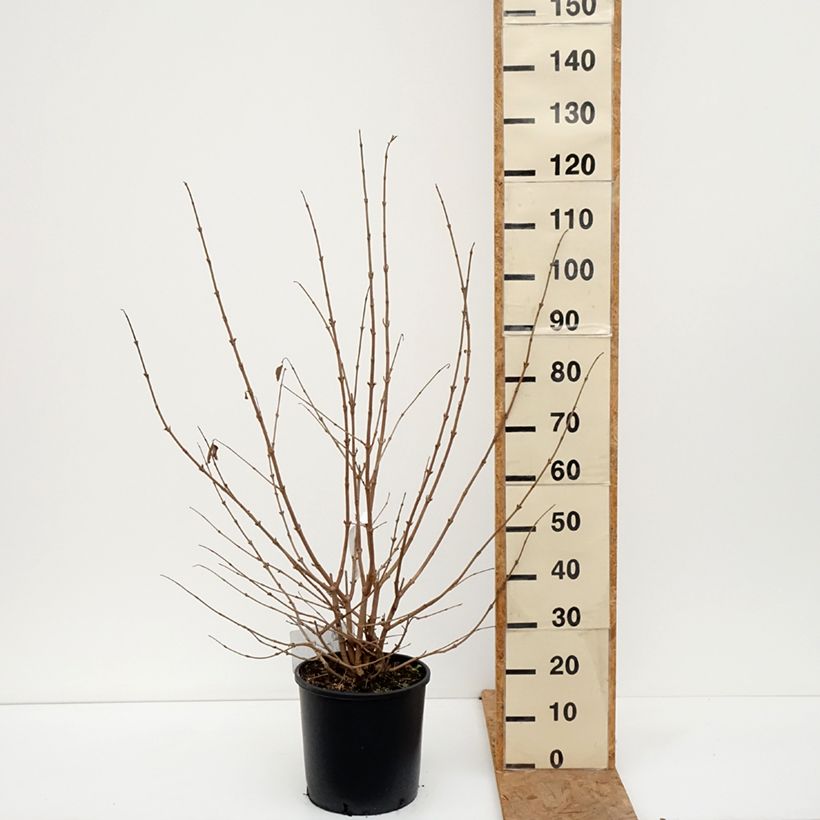Amostra de Viburnum plicatum Popcorn - Viburno-do-japão Vaso de 12 L/15 L tal como entregue no outono