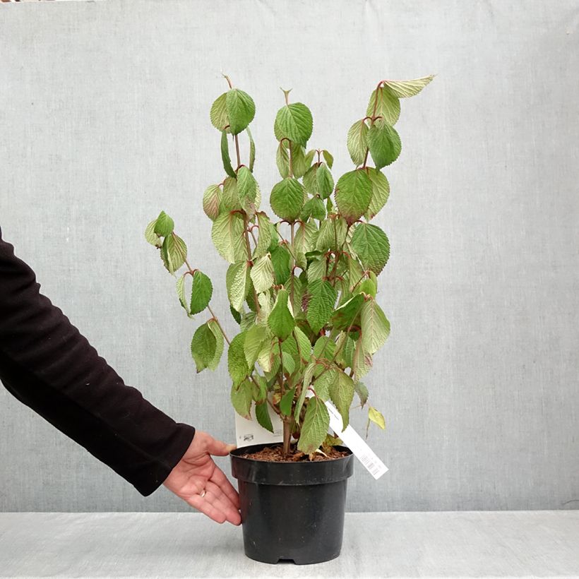 Amostra de Viburnum plicatum Popcorn - Viburno-do-japão Vaso de 3 L/4 L tal como entregue no outono