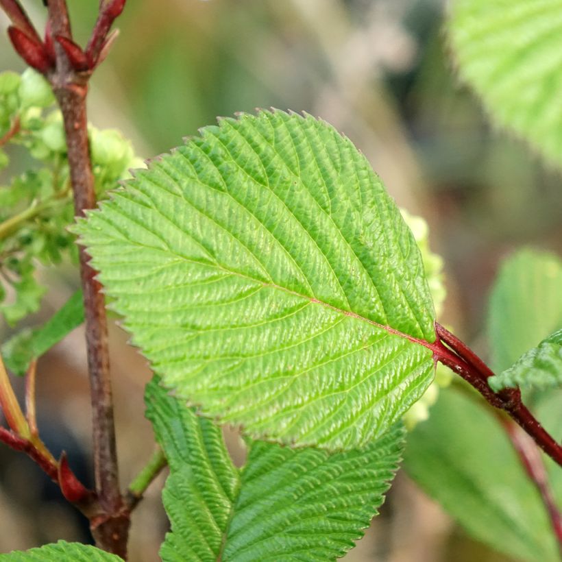 Viburnum plicatum f. tomentosum Rotundifolium - Viburno-do-japão (Folhagem)