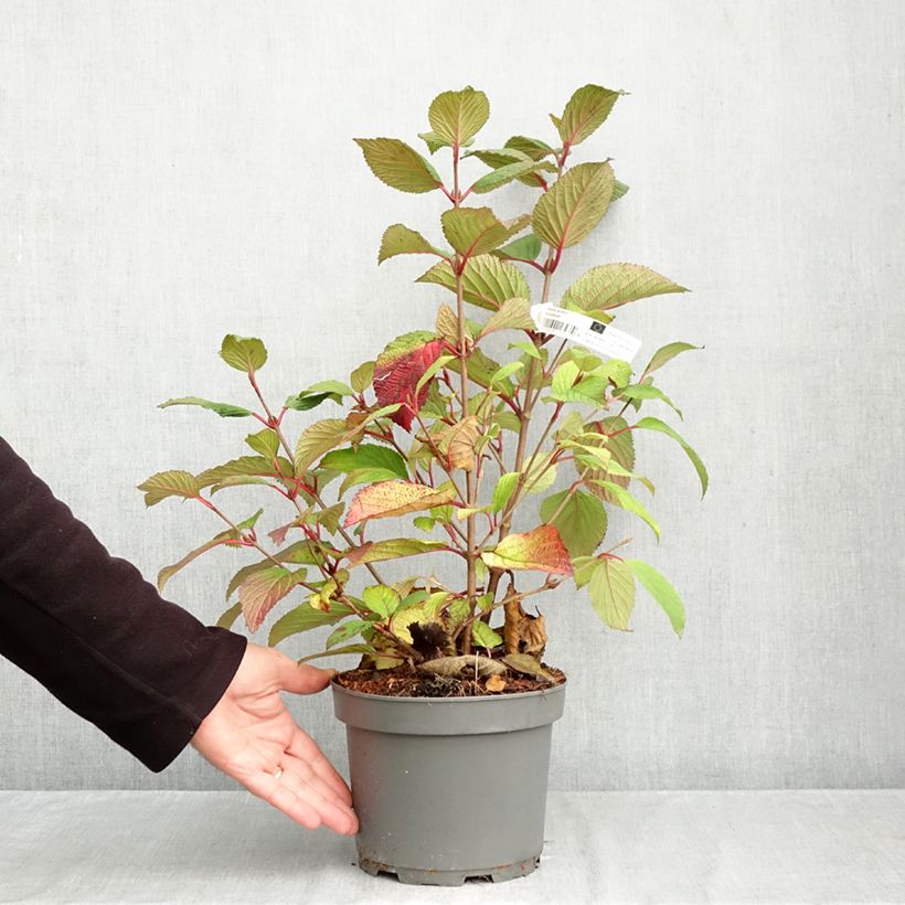 Amostra de Viorne - Viburnum plicatum Rotundifolium Pot de 3L/4L tal como entregue no outono