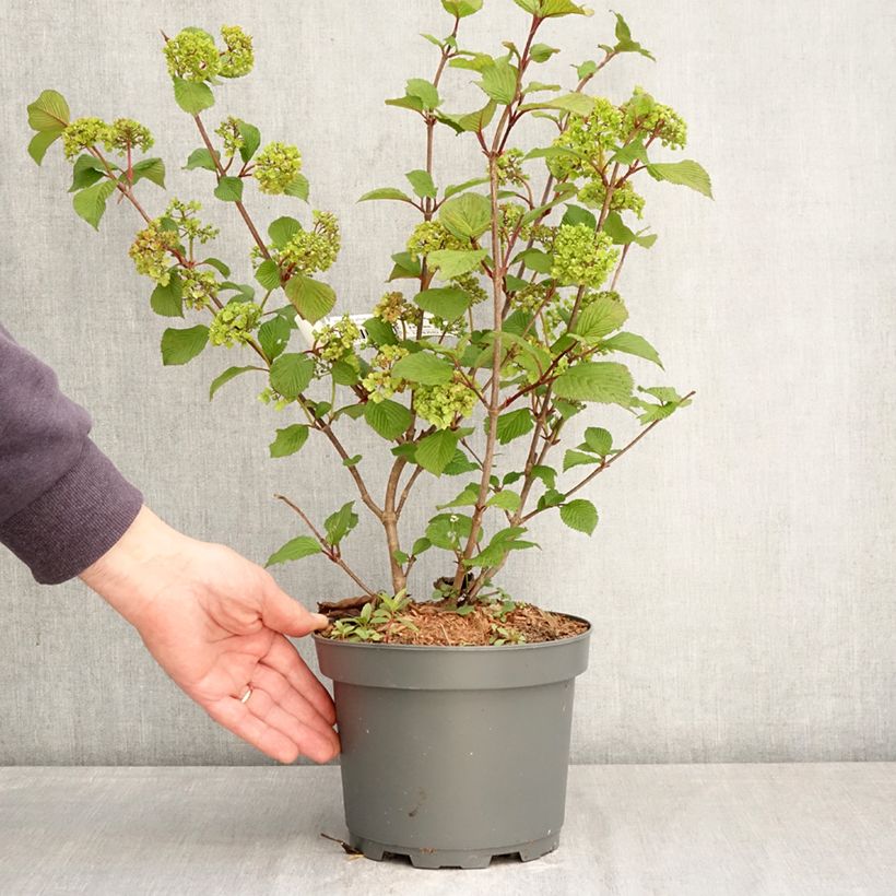 Amostra de Viburnum plicatum f. tomentosum Rotundifolium - Viburno-do-japão Vaso de 3 L/4 L tal como entregue na primavera