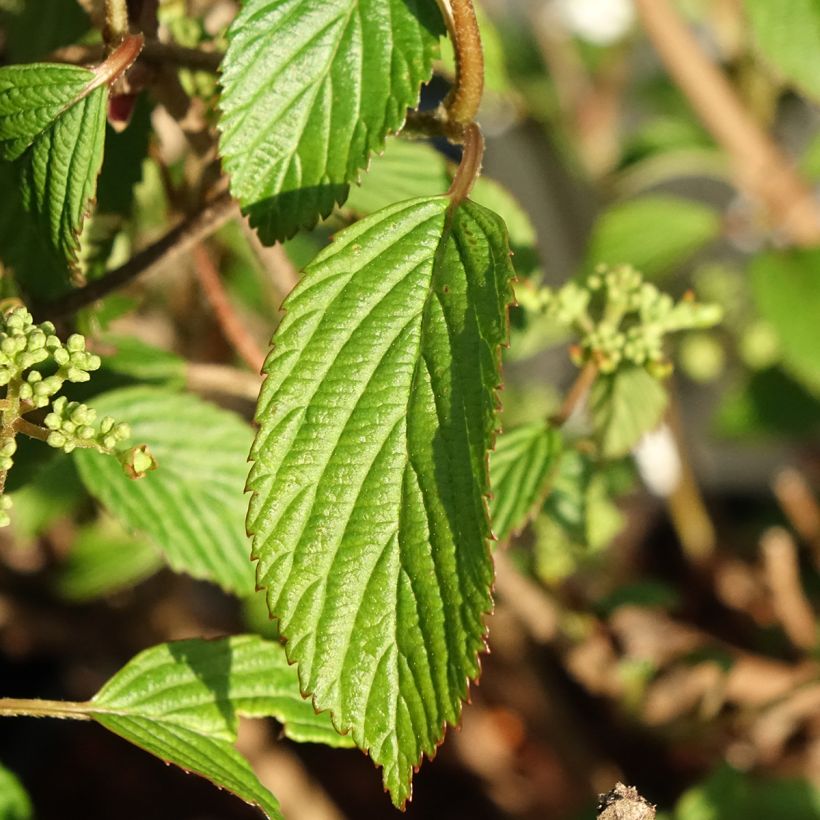 Viburnum plicatum Shirogami - Viburno-do-japão (Folhagem)