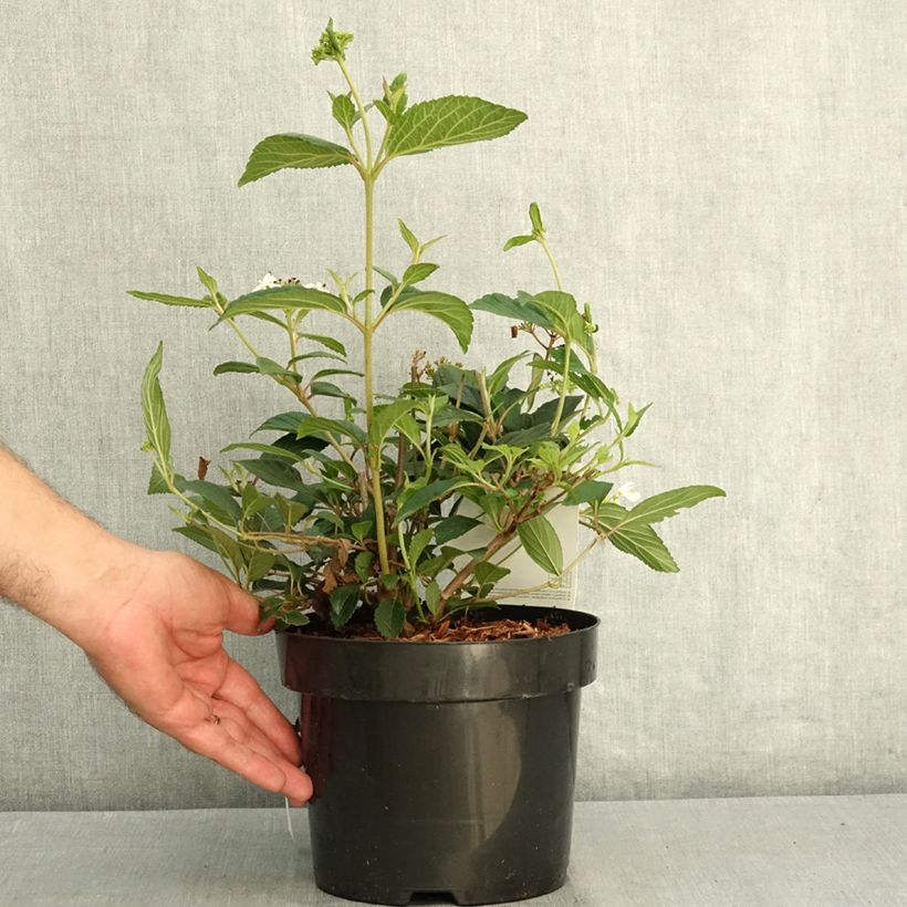 Amostra de Viburnum plicatum Shirogami - Viburno-do-japão Vaso de 3 L/4 L tal como entregue no verão