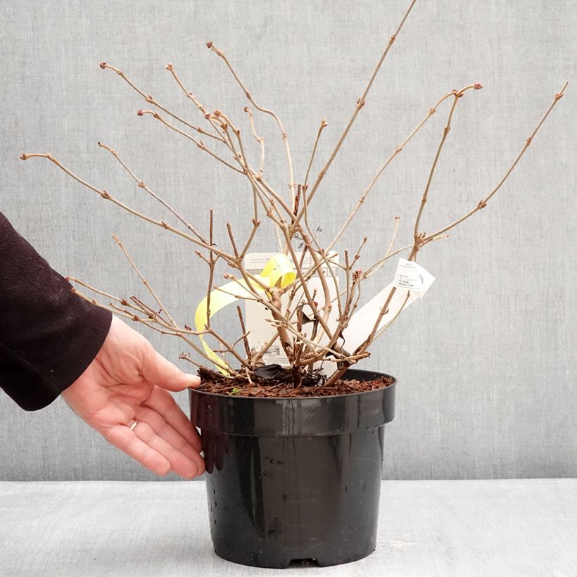 Amostra de Viburnum plicatum Shirogami - Viburno-do-japão Vaso de 3 L/4 L tal como entregue no inverno