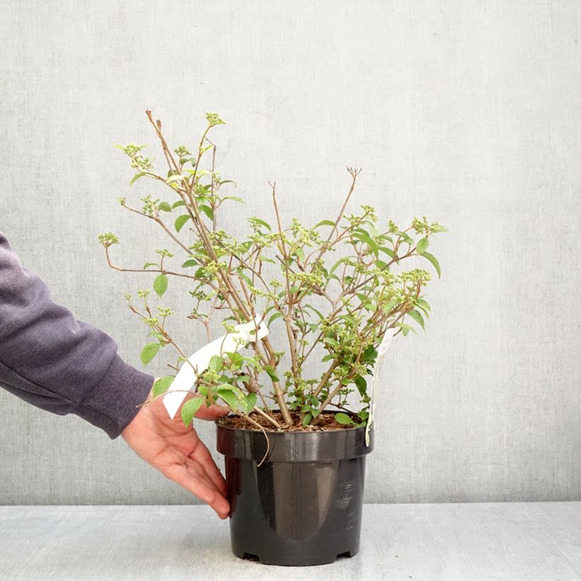 Amostra de Viburnum plicatum Shirogami - Viburno-do-japão Vaso de 3 L/4 L tal como entregue na primavera