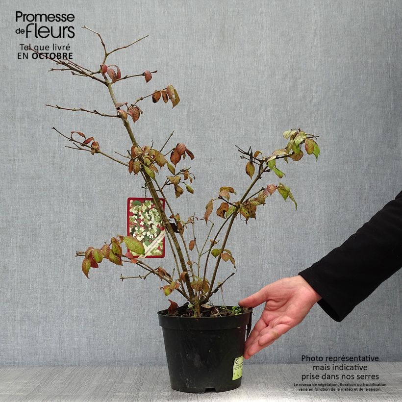 Amostra de Viburnum plicatum Summer Snow Flake - Viburno-do-japão Vaso de 2 L/3 L tal como entregue no outono