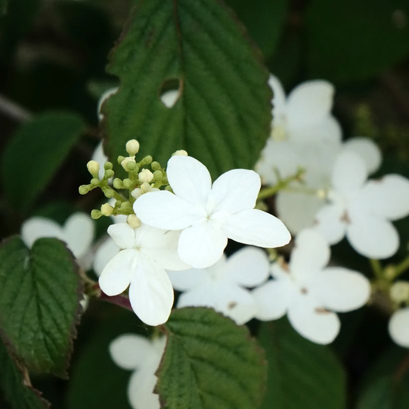Viburnum plicatum Summer Snow Flake - Viburno-do-japão (Floração)