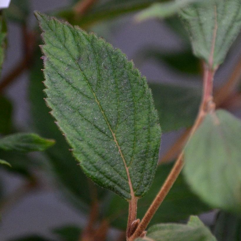 Viburnum plicatum Watanabe - Viburno-do-japão (Folhagem)