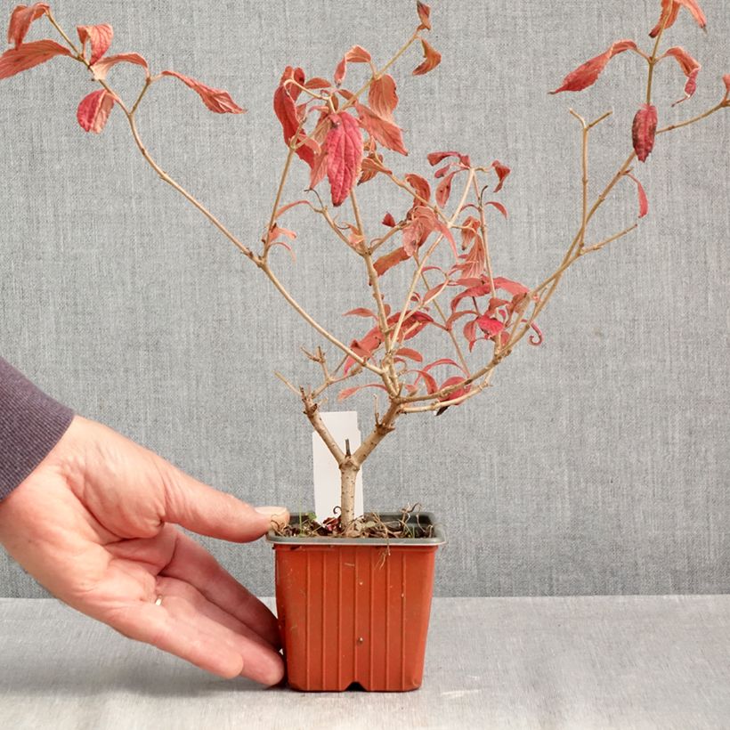 Amostra de Viburnum plicatum Watanabe - Viburno-do-japão Vaso de 8/9 cm tal como entregue no outono