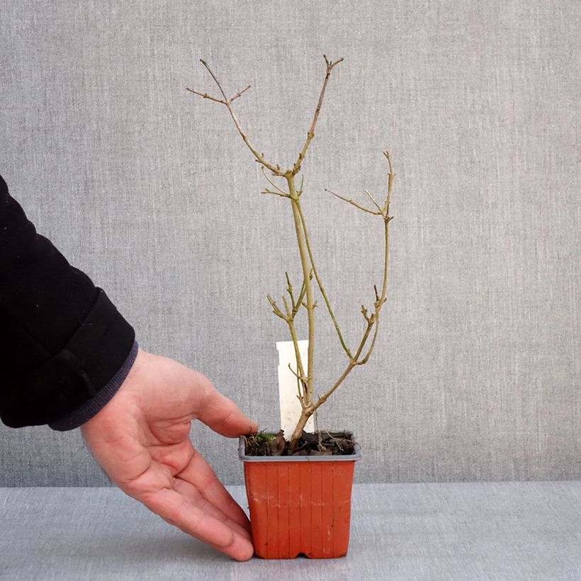 Amostra de Viorne - Viburnum plicatum Watanabe Vaso de 8/9 cm tal como entregue no inverno