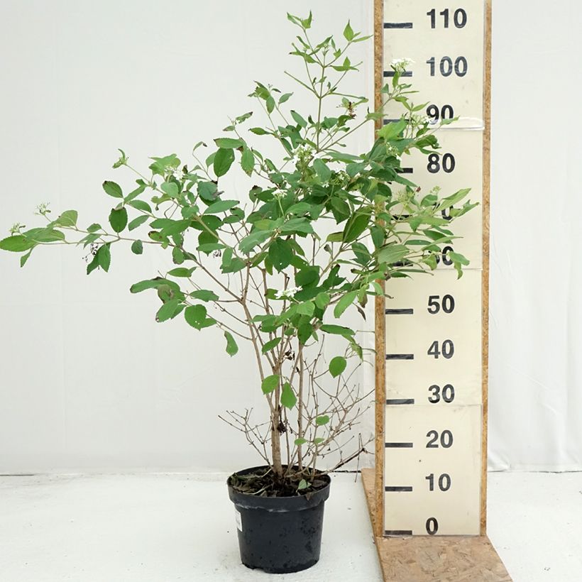 Amostra de Viburnum plicatum Watanabe - Viburno-do-japão Vaso de 3 L/4 L tal como entregue no verão