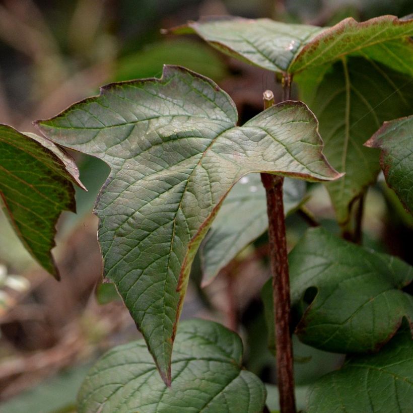 Viburnum sargentii Onondaga - Viburno (Folhagem)