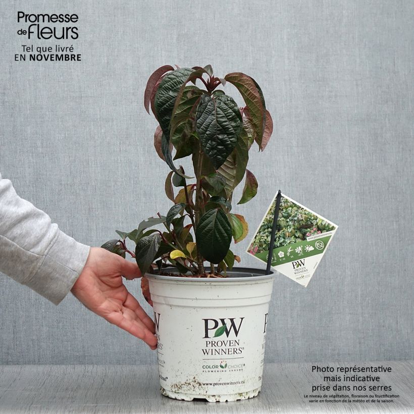 Amostra de Viburnum Shiny Dancer - Viburno Vaso de 3 L/4 L tal como entregue no outono