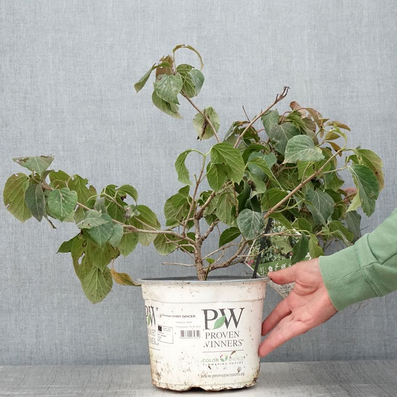 Amostra de Viburnum Shiny Dancer - Viburno Vaso de 3 L/4 L tal como entregue no verão