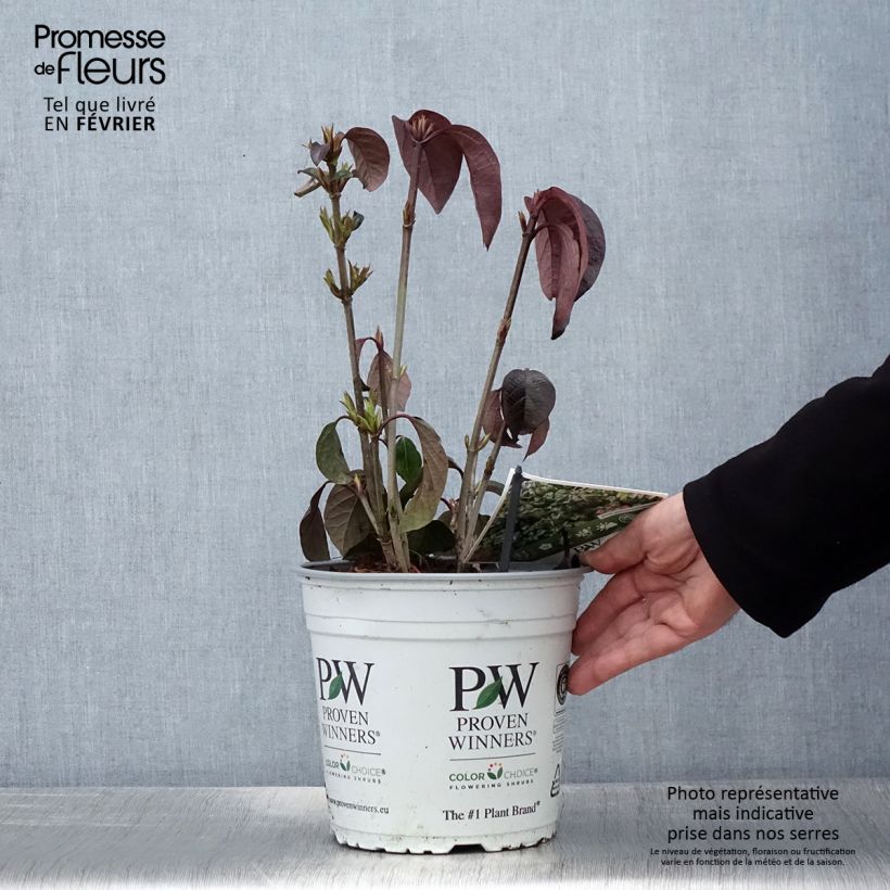 Amostra de Viorne - Viburnum Shiny Dancer Vaso de 3 L/4 L tal como entregue no inverno