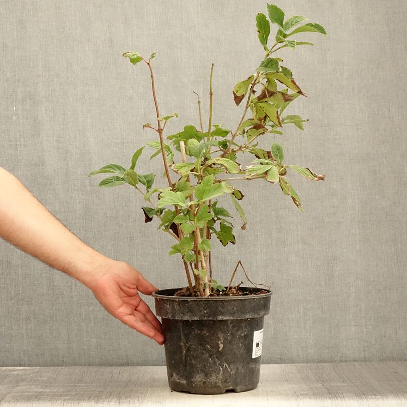 Amostra de Viburnum sieboldii Seneca - Viburno Vaso de 4 L/5 L tal como entregue no verão