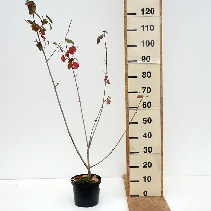 Amostra de Viburnum carlcephalum - Viburno Vaso de 3 L/4 L tal como entregue no outono
