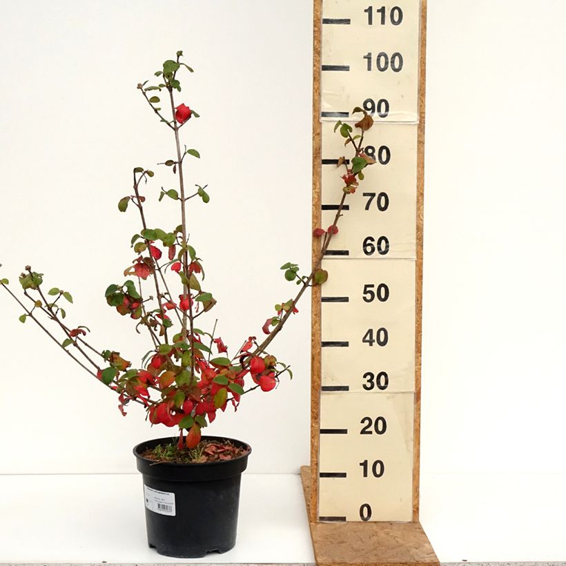 Amostra de Viburnum carlcephalum - Viburno Vaso de 7,5 L/10 L tal como entregue no outono