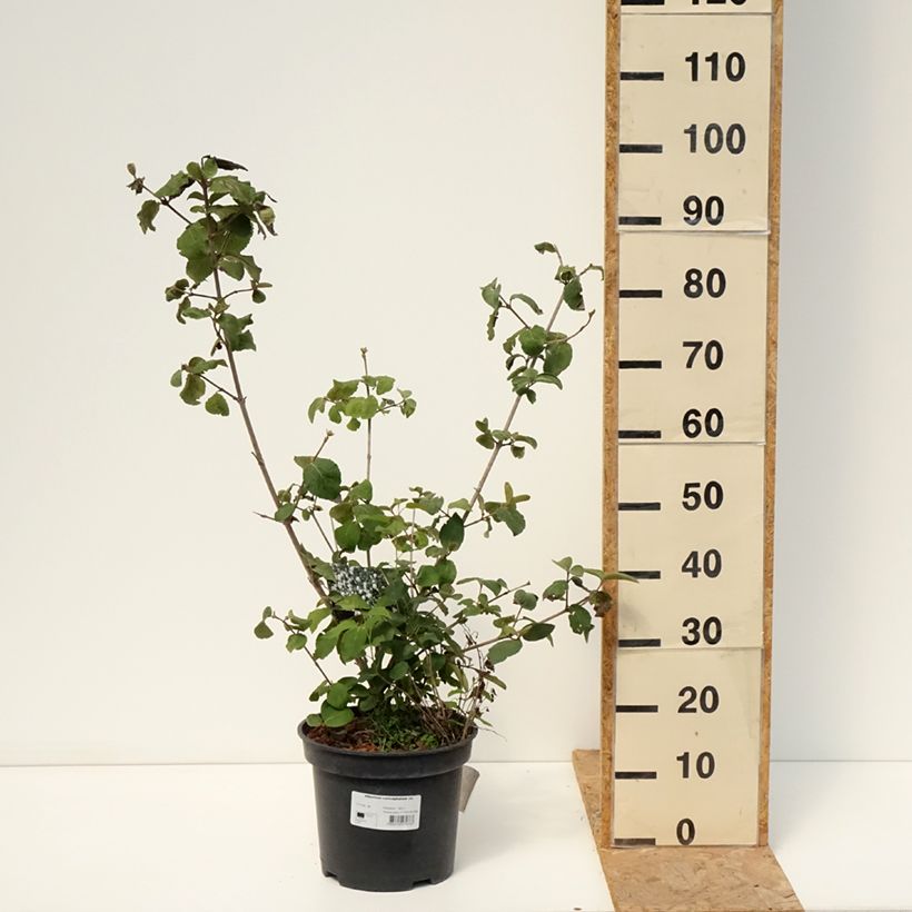 Amostra de Viburnum carlcephalum - Viburno Vaso de 7,5 L/10 L tal como entregue no verão