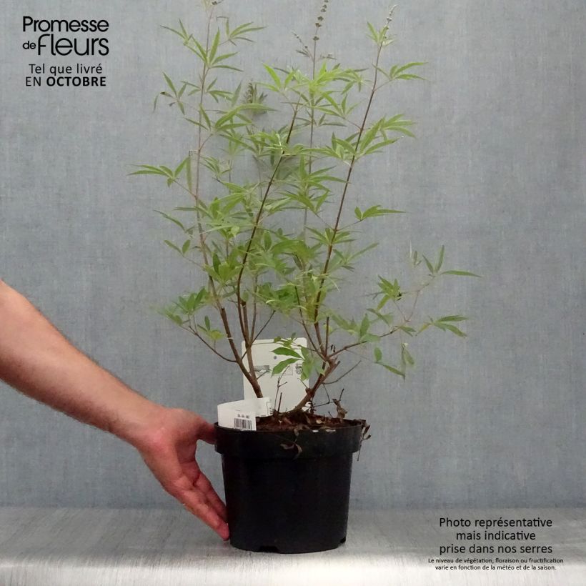 Amostra de Vitex agnus-castus Albus Vaso de 3 L/4 L tal como entregue no outono