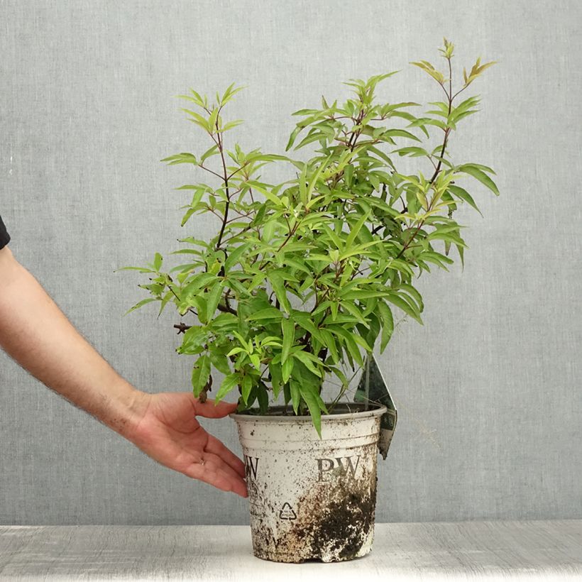 Amostra de Vitex agnus-castus Blue Didley® Vaso de 3 L/4 L tal como entregue no verão