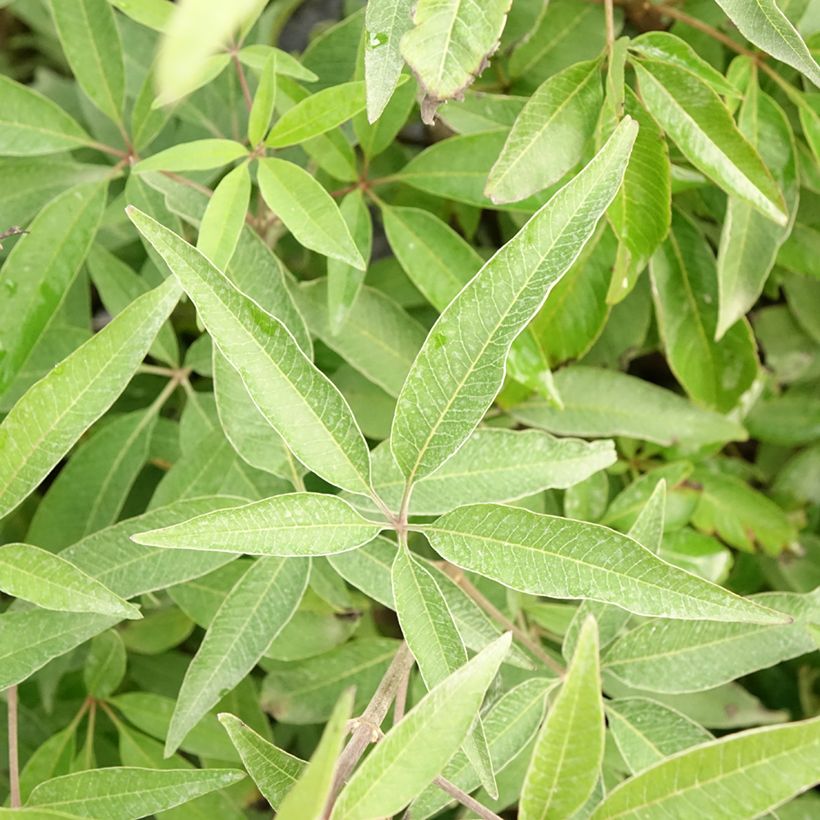 Vitex agnus-castus Blue Didley® (Folhagem)