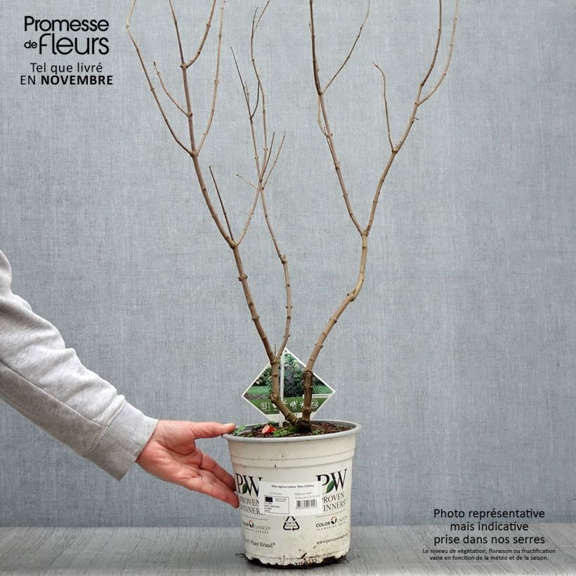 Amostra de Vitex agnus-castus Blue Didley® Vaso de 3 L/4 L tal como entregue no outono