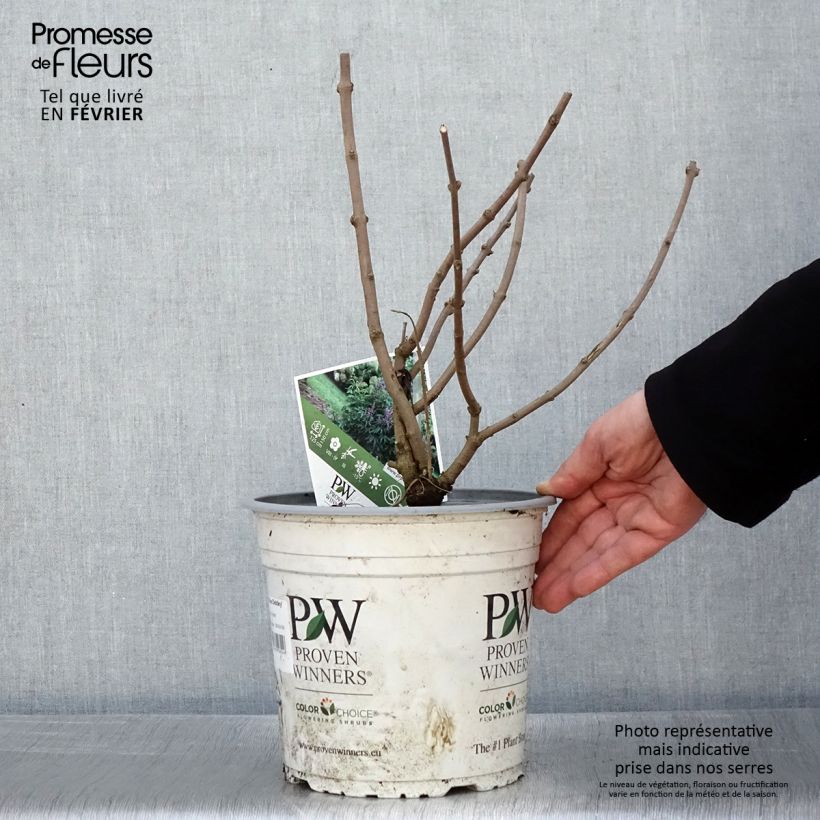 Amostra de Vitex agnus-castus Blue Didley® - Gattilier Vaso de 3 L/4 L tal como entregue no inverno