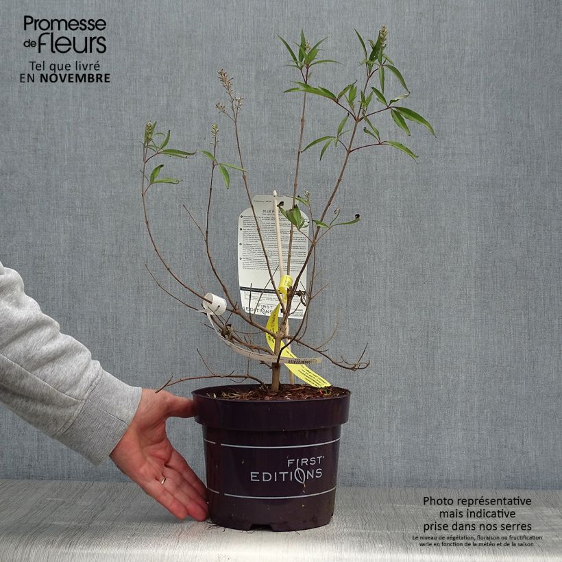 Amostra de Vitex agnus-castus Blue Puffball Vaso de 3 L/4 L tal como entregue no outono
