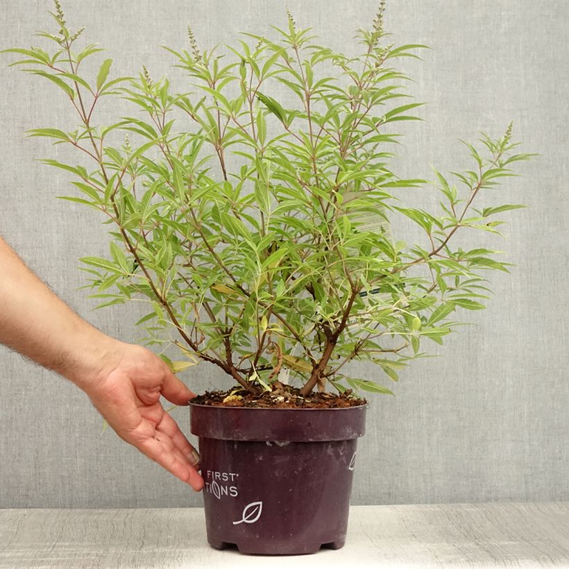 Amostra de Vitex agnus-castus Blue Puffball Vaso de 3 L/4 L tal como entregue no verão