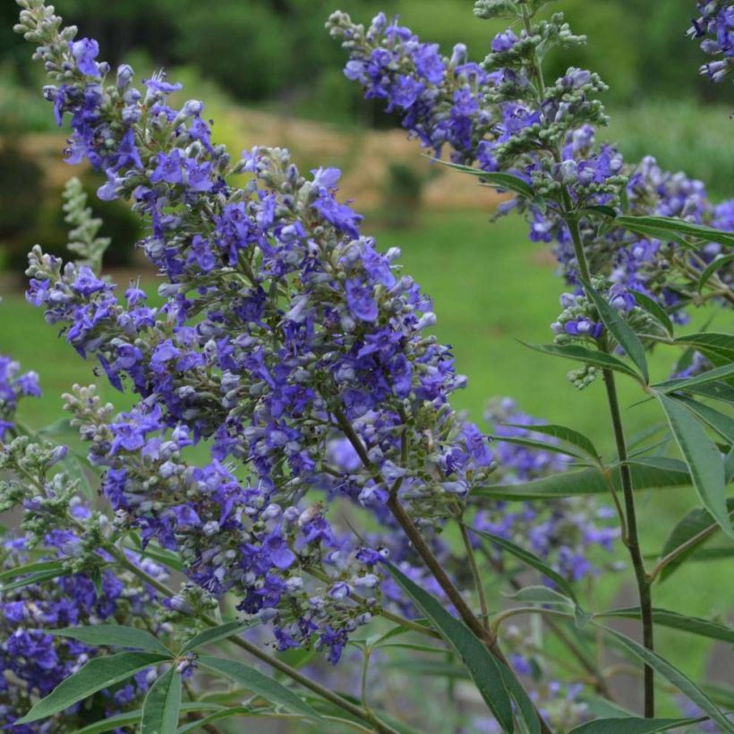 Vitex agnus-castus Delta Blues (Floração)